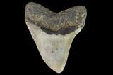 Fossil Megalodon Tooth - North Carolina #109667-2